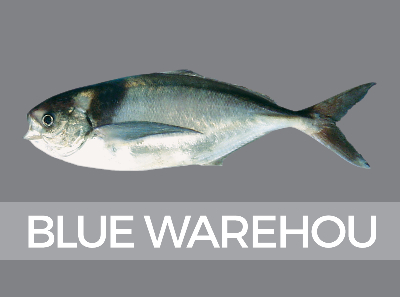 bluewarehou-species-id